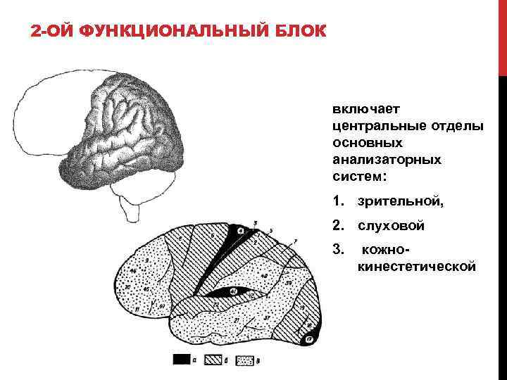 2 -ОЙ ФУНКЦИОНАЛЬНЫЙ БЛОК включает центральные отделы основных анализаторных систем: 1. зрительной, 2. слуховой