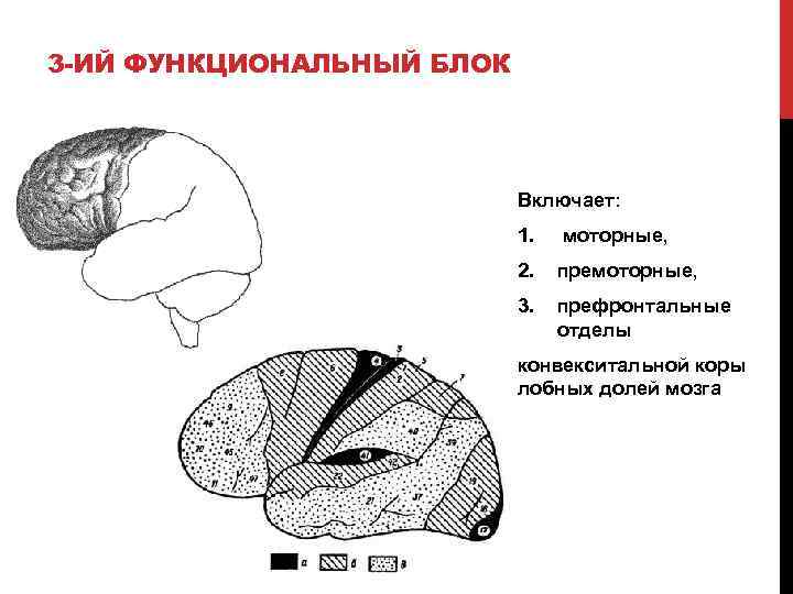 Основные понятия нейропсихологии презентация