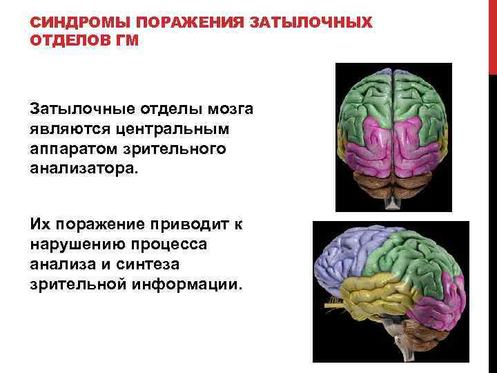 Основные понятия нейропсихологии презентация