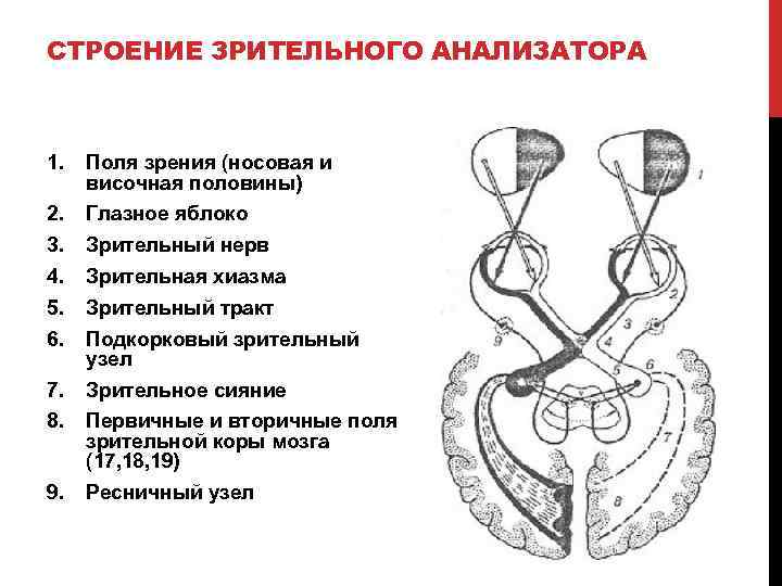 Схема строения анализатора человека