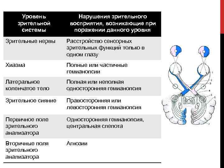 Основные понятия нейропсихологии презентация