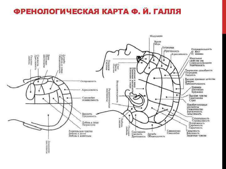 ФРЕНОЛОГИЧЕСКАЯ КАРТА Ф. Й. ГАЛЛЯ 