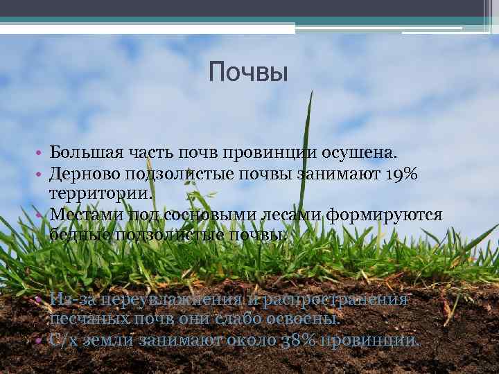 Почвы • Большая часть почв провинции осушена. • Дерново подзолистые почвы занимают 19% территории.