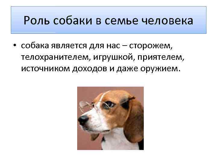 Собака является