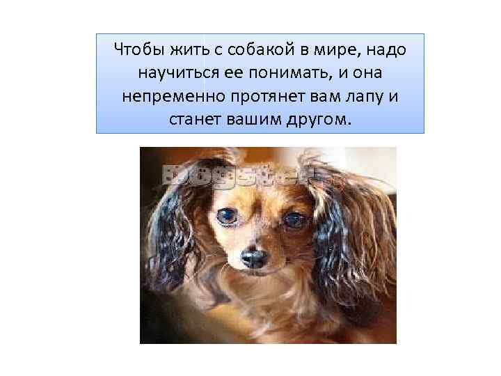 Чтобы жить с собакой в мире, надо научиться ее понимать, и она непременно протянет