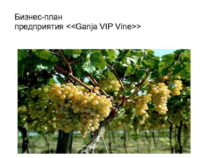 Бизнес-план предприятия <<Ganja VIP Vine>> 