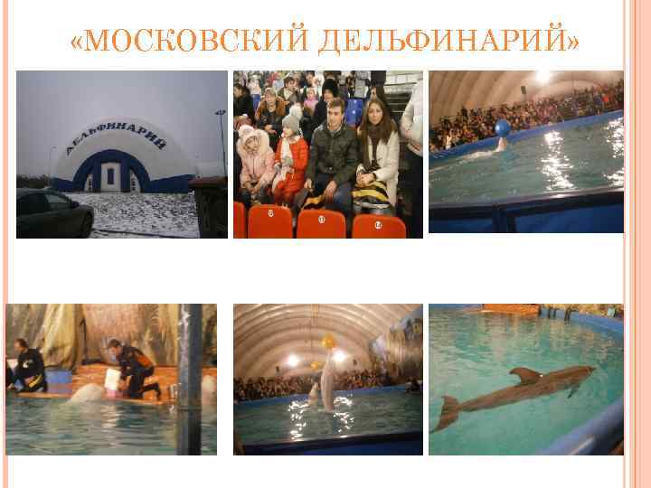  «МОСКОВСКИЙ ДЕЛЬФИНАРИЙ» 