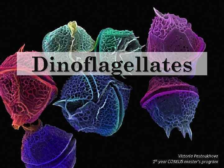 Dinoflagellates Victoria Pastoukhova 1 st year CORELIS master’s program 