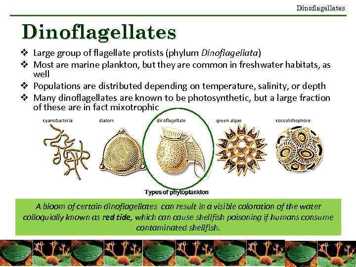 Dinoflagellates v Large group of flagellate protists (phylum Dinoflagellata) v Most are marine plankton,