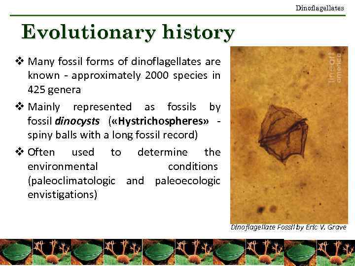 Dinoflagellates Evolutionary history v Many fossil forms of dinoflagellates are known - approximately 2000