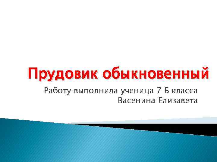 Прудовик обыкновенный Работу выполнила ученица 7 Б класса Васенина Елизавета 
