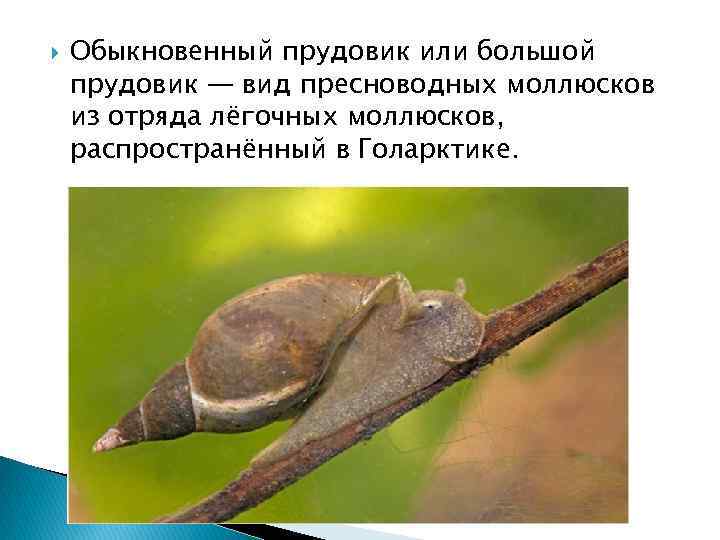  Обыкновенный прудовик или большой прудовик — вид пресноводных моллюсков из отряда лёгочных моллюсков,