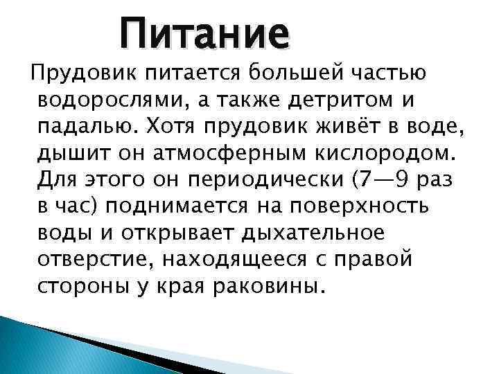 Питание Прудовик питается большей частью водорослями, а также детритом и падалью. Хотя прудовик живёт