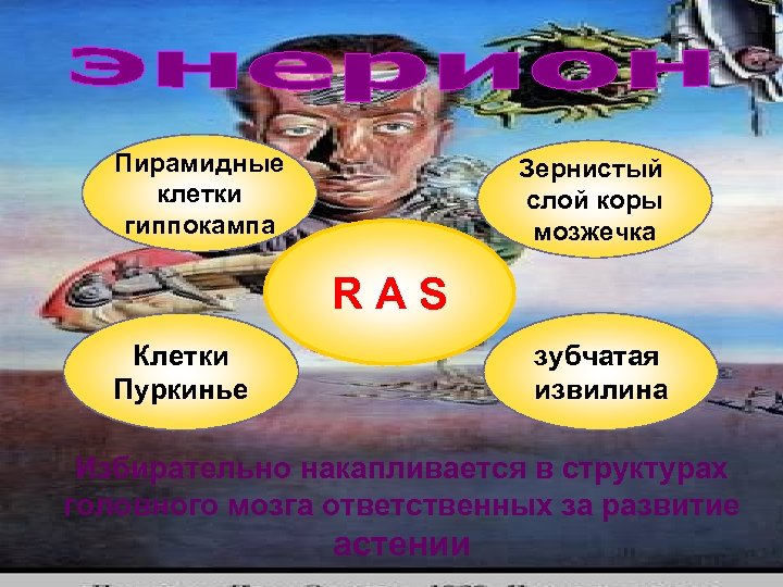 Пирамидные клетки гиппокампа Зернистый слой коры мозжечка RAS Клетки Пуркинье зубчатая извилина Избирательно накапливается