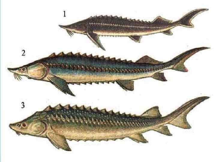 Рыба семейства осетровых 6 букв на к