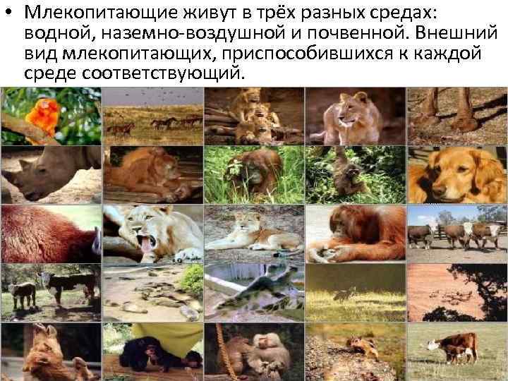  • Млекопитающие живут в трёх разных средах: водной, наземно-воздушной и почвенной. Внешний вид