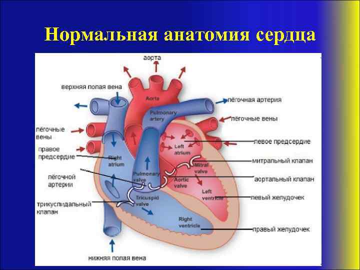 Нормальная анатомия сердца 