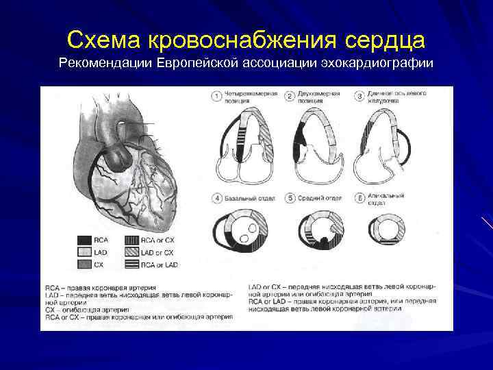 Схема кровоснабжения сердца Рекомендации Европейской ассоциации эхокардиографии 