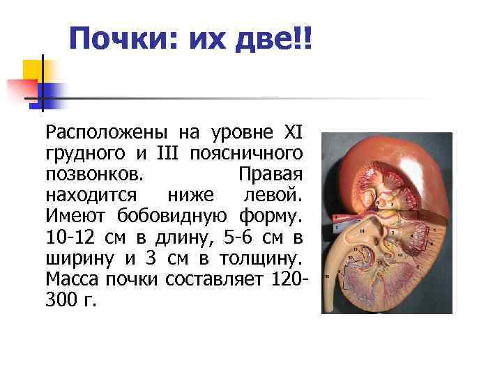 Почки: их две!! Расположены на уровне XI грудного и III поясничного позвонков. Правая находится