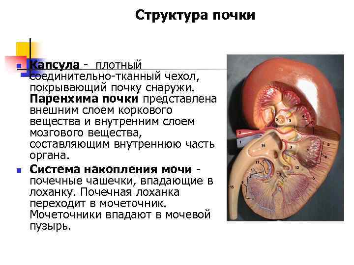 Паренхима почки фото