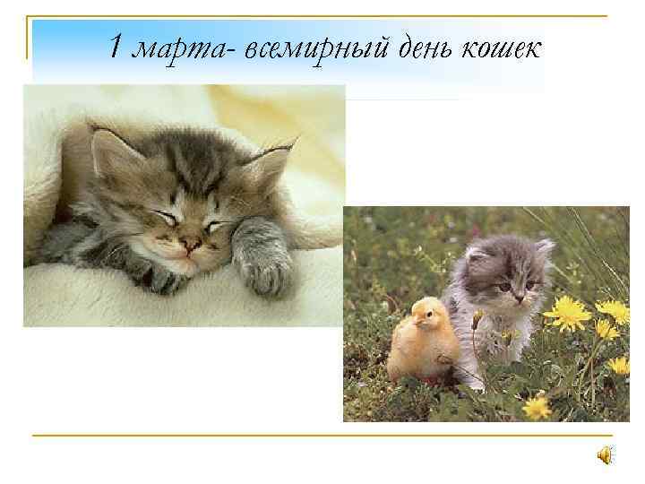 1 марта- всемирный день кошек 