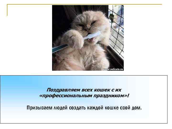 Поздравляем всех кошек с их «профессиональным праздником» ! Призываем людей создать каждой кошке свой