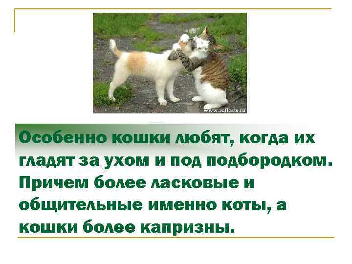 Особенно кошки любят, когда их гладят за ухом и подбородком. Причем более ласковые и