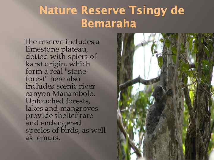 Nature Reserve Tsingy de Bemaraha The reserve includes a limestone plateau, dotted with spiers