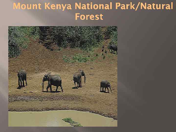 Mount Kenya National Park/Natural Forest 