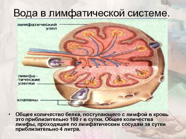 Вода в лимфатической системе. • Общее количество белка, поступающего с лимфой в кровь это