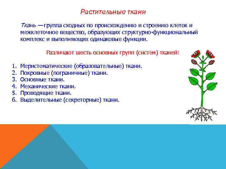 Растительные ткани Ткань — группа сходных по происхождению и строению клеток и межклеточное вещество,