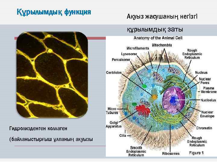 Құрылымдық функция Ақуыз жасушаның негізгі құрылымдық заты Гидролизденген коллаген (байланыстырғыш ұлпаның ақуызы 
