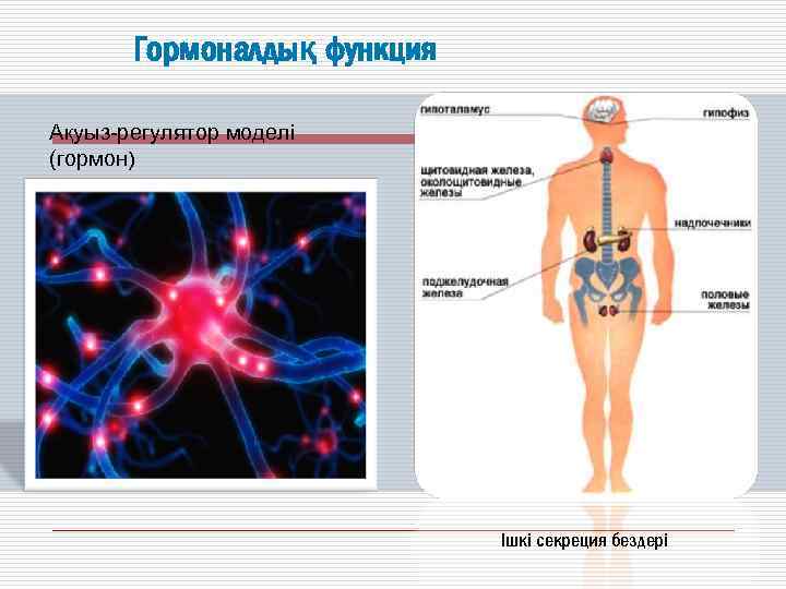 Ішкі секреция бездері аурулары презентация