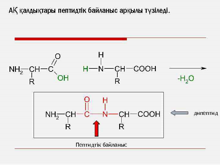 АҚ қалдықтары пептидтік байланыс арқылы түзіледі. дипептид Пептидтік байланыс 