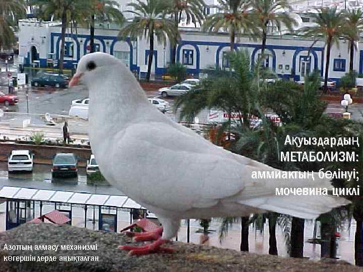 Ақуыздардың МЕТАБОЛИЗМ: аммиактың бөлінуі; мочевина циклі Азоттың алмасу механизмі көгершіндерде анықталған 