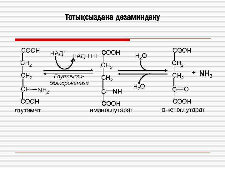 Сн1 сн2 нн. Соон -СН(nh2)-соон. Глутаматдегидрогеназа. Омниакальная платформа соон.