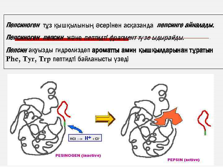 Пепсиноген 1 понижен. Пепсиноген 1 и 2 что показывает.