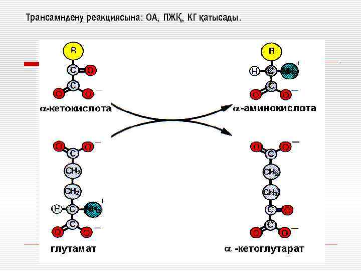 Трансамндену реакциясына: ОА, ПЖҚ, КГ қатысады. 