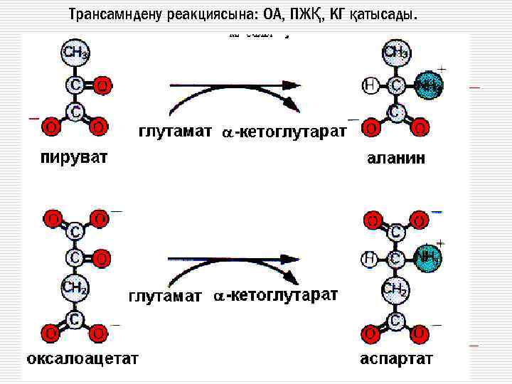 Трансамндену реакциясына: ОА, ПЖҚ, КГ қатысады. 