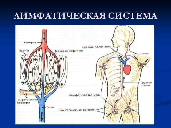 ЛИМФАТИЧЕСКАЯ СИСТЕМА 