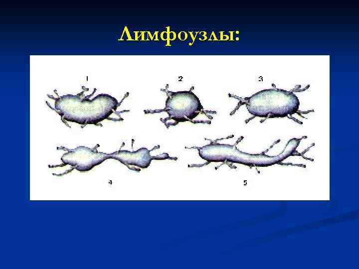 Лимфоузлы: 