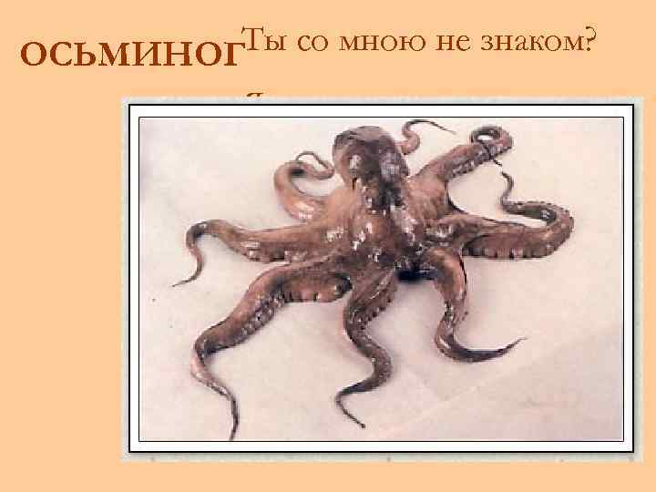 Ты со мною не знаком? ОСЬМИНОГ Я живу на дне морском. Голова и восемь