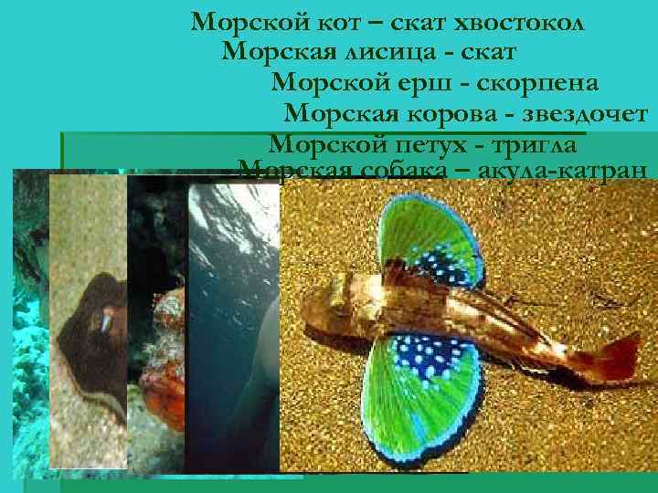 Морской кот – скат хвостокол Морская лисица - скат Морской ерш - скорпена Морская