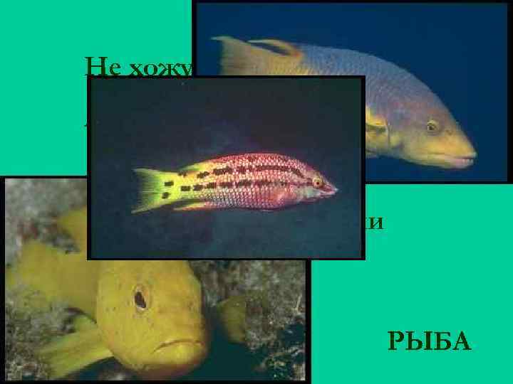 Не хожу и не летаю, А попробуй догони! Я бываю золотая Ну-ка, в сказку