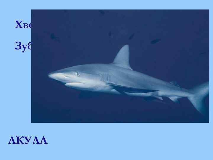 Хвостом большим своим виляет, Зубаста, а не лает. АКУЛА 