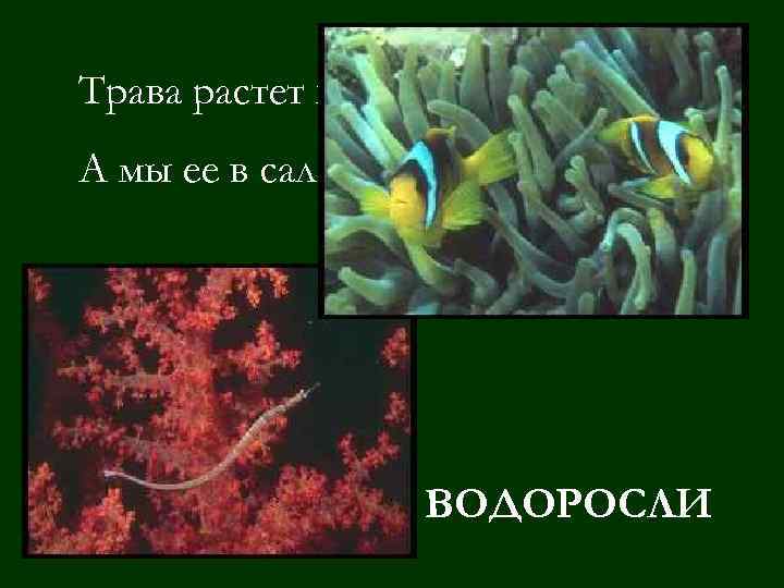 Трава растет на дне морском, А мы ее в салат кладем. ВОДОРОСЛИ 