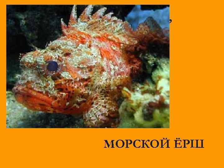 Мастер шубку себе сшил, А иглу вынуть забыл. МОРСКОЙ ЁРШ 