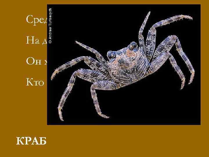 Среди камней, На дне морском Он ходит боком. Кто же он? КРАБ 