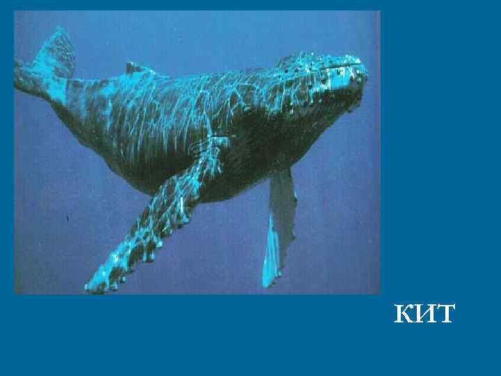 Через море-океан Плывет чудо-великан, Пряча ус во рту, Растянулся на версту. КИТ 