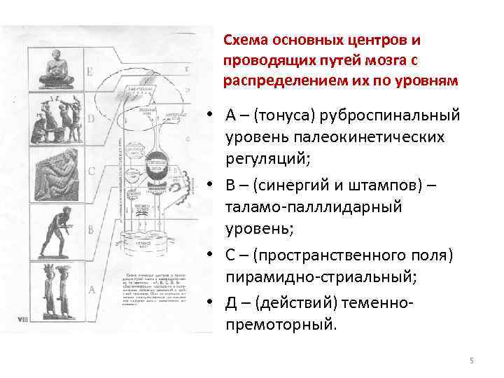 Схема основных центров и проводящих путей мозга с распределением их по уровням • А